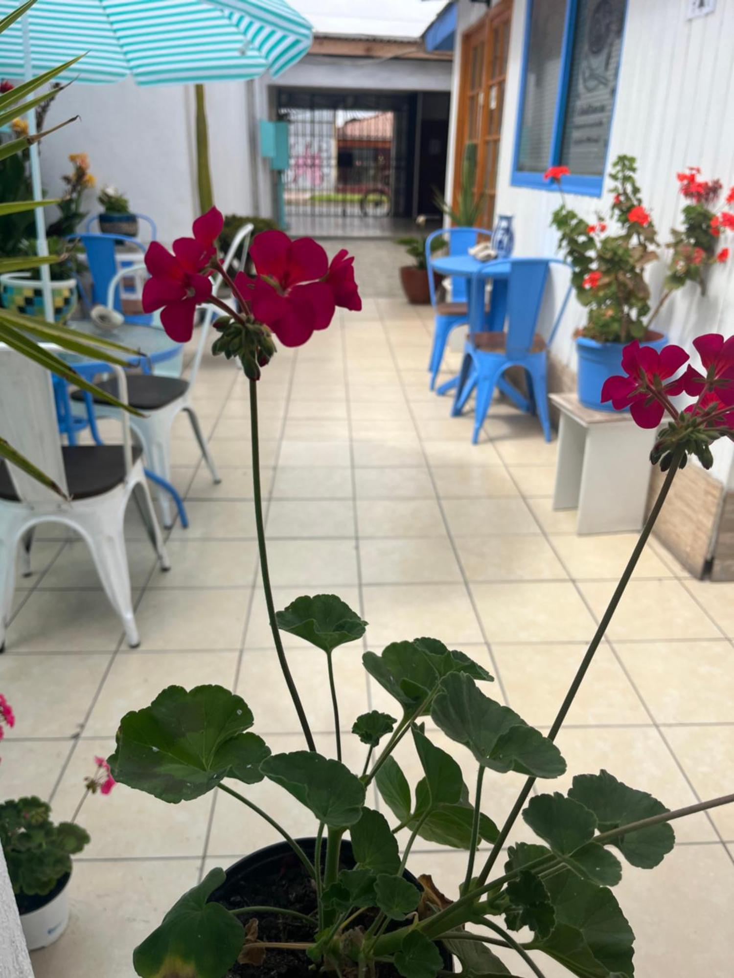 Hostal Avenue La Serena Eksteriør billede